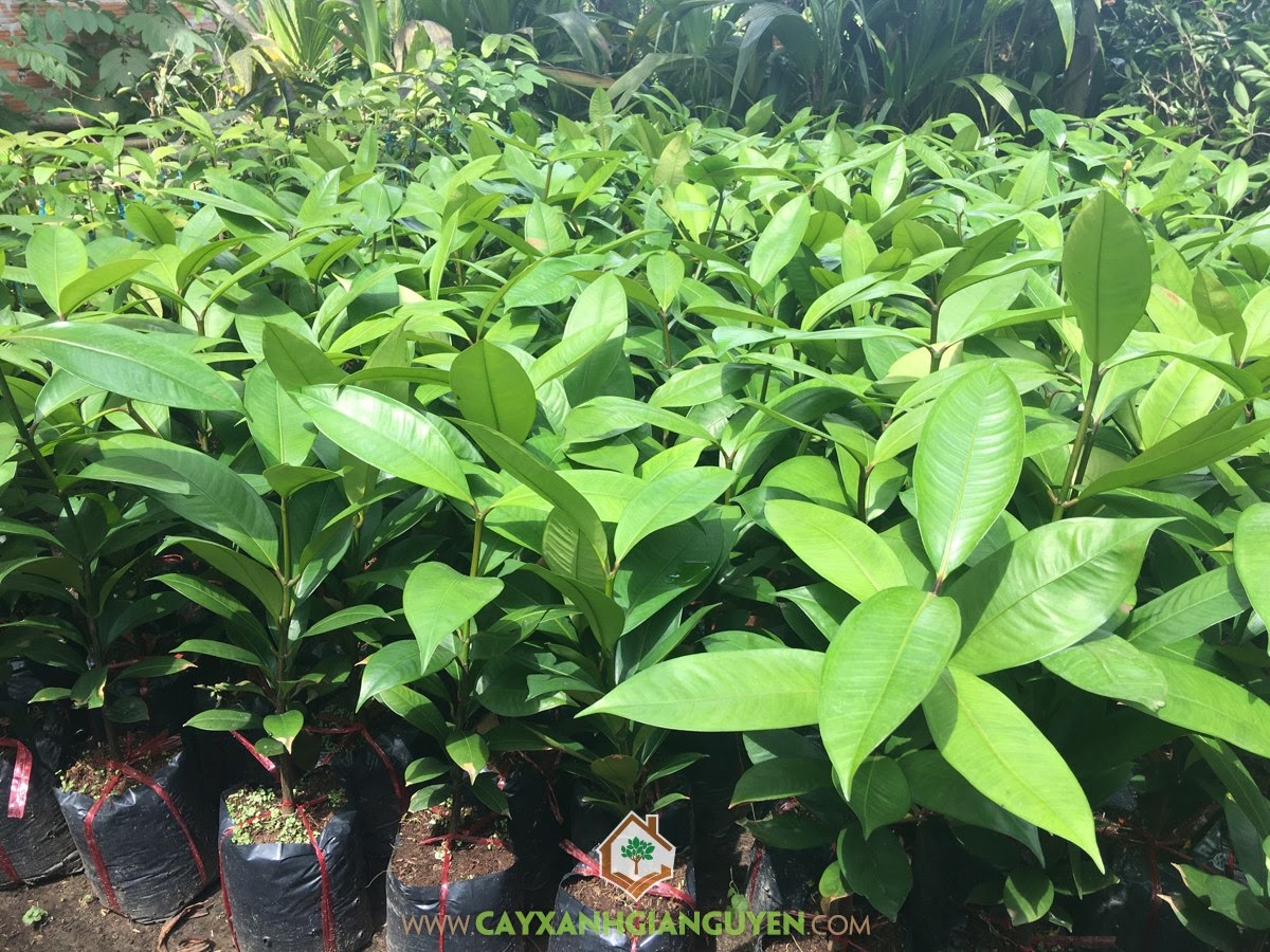 Măng Cụt, Cây Măng Cụt, Trái Măng Cụt, Cây Ăn Quả, Cây Giống Măng Cụt