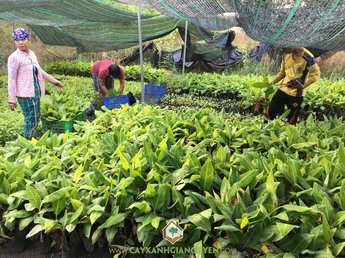 Giống Chuối Già Nam Mỹ, Vườn ươm cây giống, Cây Ăn Quả, Bán Giống Chuối Già Nam Mỹ, Cây Chuối Giống