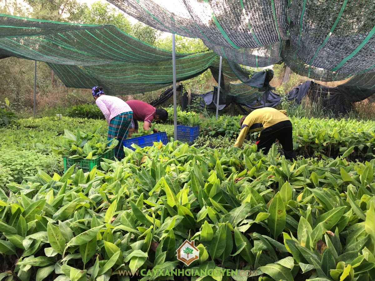 Chuối Già Nam Mỹ, Cây Chuối Già Nam Mỹ, Giống Chuối, Vườn Chuối, Quả Chuối