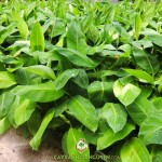 GIÁ CÂY GIỐNG CHUỐI GIÀ NAM MỸ CÂY MÔ