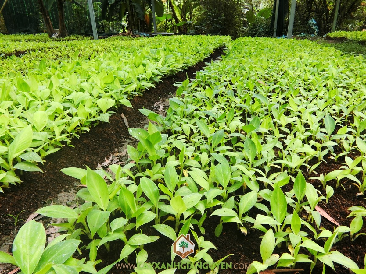 Cây Giống Chuối Già Nam Mỹ cấy mô, Bán Giống Chuối Già Nam Mỹ, Giống Chuối Già Nam Mỹ, Mua Cây Giống, Vườn ươm Cây Xanh Gia Nguyễn