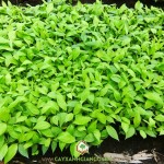 VÌ SAO GIỐNG CHUỐI GIÀ NAM MỸ CẤY MÔ ĐANG ĐƯỢC QUAN TÂM