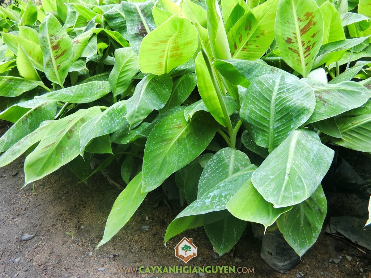 Cây Giống Chuối Già Nam Mỹ cấy mô, Bán Giống Chuối Già Nam Mỹ, Giống Chuối Già Nam Mỹ, Mua Cây Giống, Vườn ươm Cây Xanh Gia Nguyễn