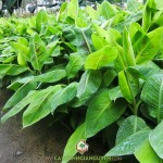 KỸ THUẬT TRỒNG CHUỐI GIÀ NAM MỸ