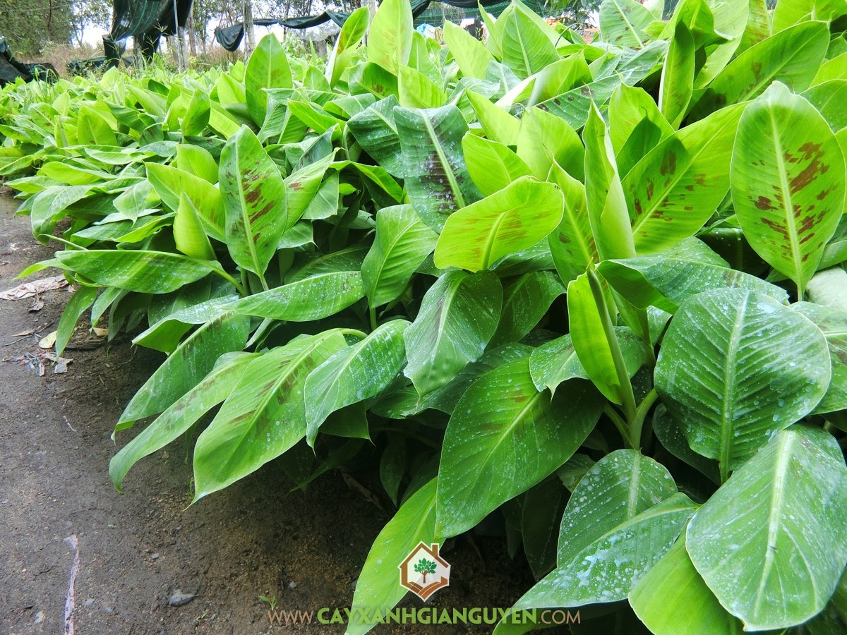 Chuối Già Nam Mỹ, Giống Chuối Già Nam Mỹ, Kỹ thuật chăm sóc cho cây con, Kỹ thuật trồng Chuối Già Nam Mỹ, Cây Chuối Cấy Mô