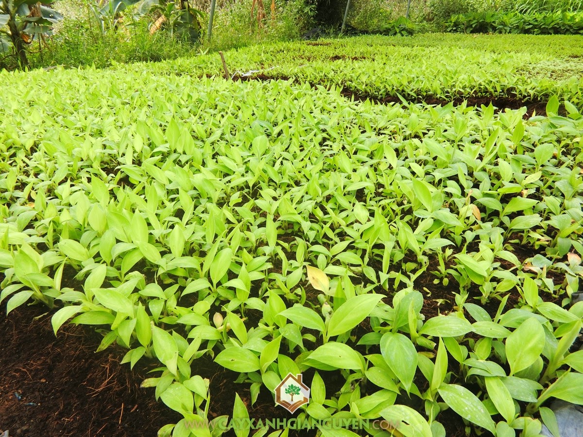 Chuối Già Nam Mỹ, Giống Chuối Già Nam Mỹ, Kỹ thuật chăm sóc cho cây con, Kỹ thuật trồng Chuối Già Nam Mỹ, Cây Chuối Cấy Mô