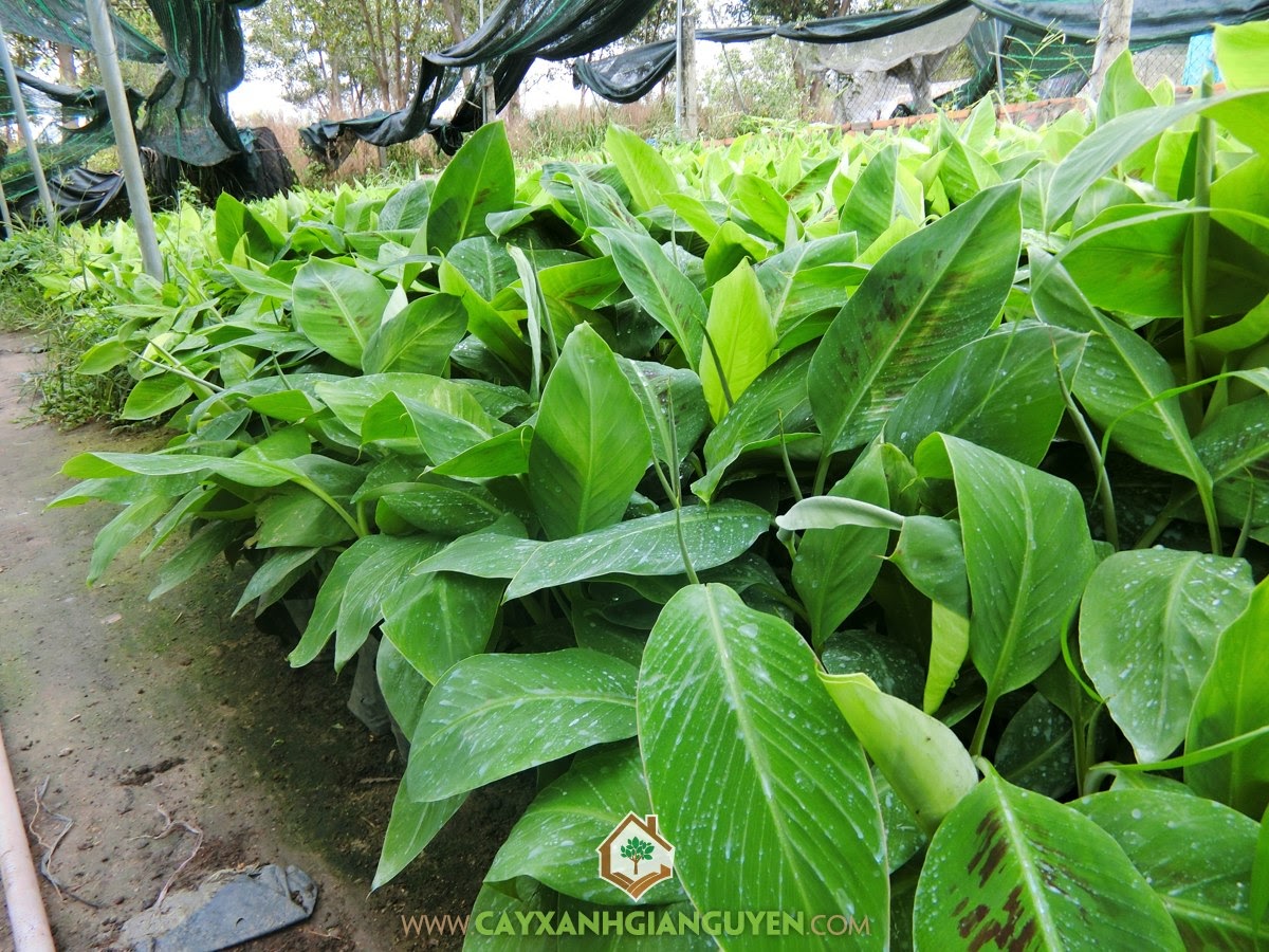 Cây Giống Chuối Già Nam Mỹ cấy mô, Bán Giống Chuối Già Nam Mỹ, Giống Chuối Già Nam Mỹ, Mua Cây Giống, Vườn ươm Cây Xanh Gia Nguyễn