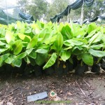 MUA GIỐNG CHUỐI GIÀ NAM MỸ Ở ĐÂU?