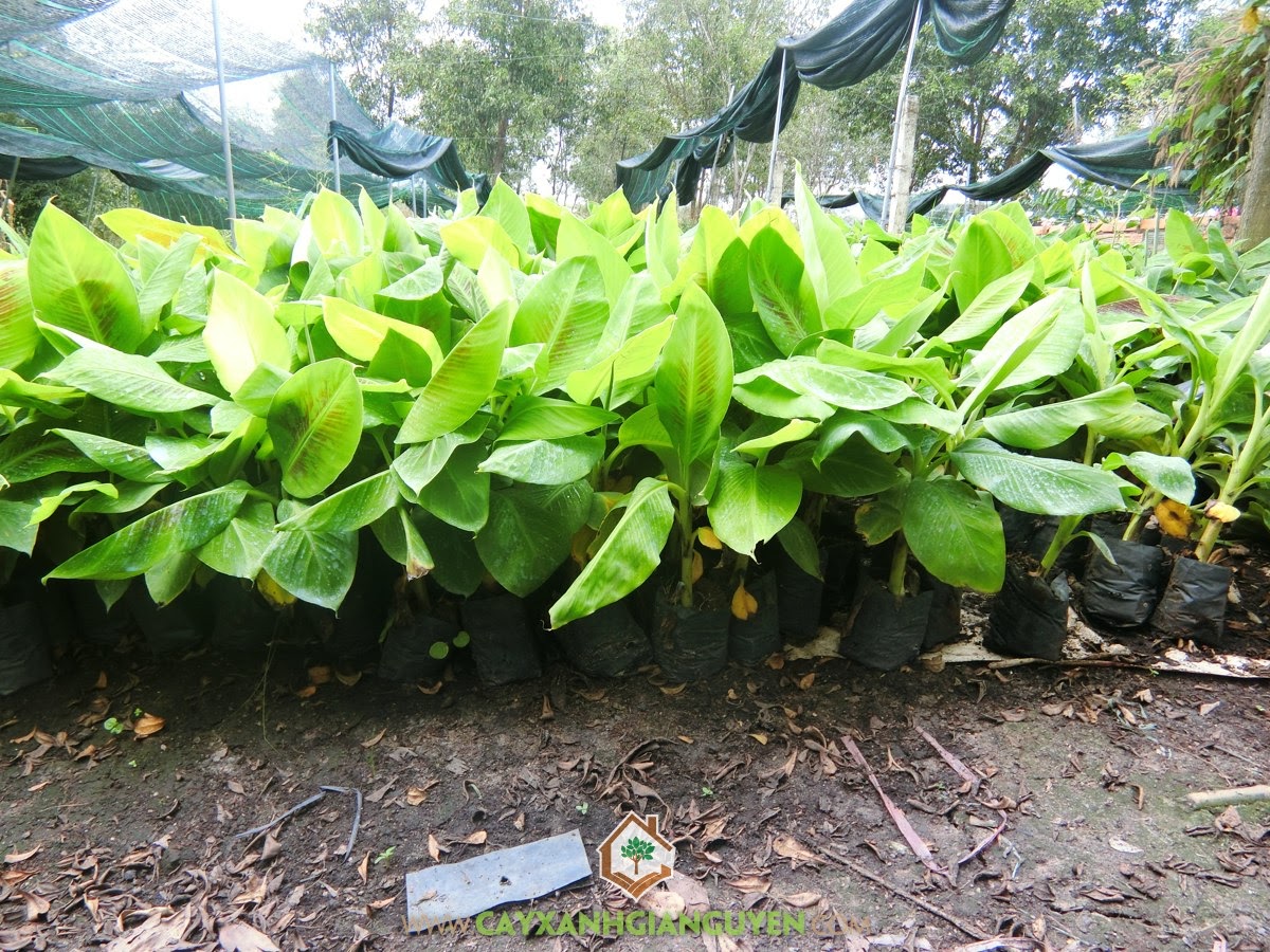 Giống Chuối Già Nam Mỹ, Vườn ươm cây giống, Cây Ăn Quả, Bán Giống Chuối Già Nam Mỹ, Cây Chuối Giống