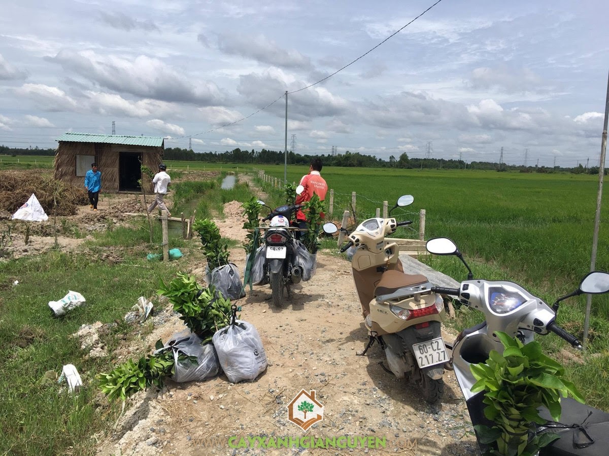 Bưởi Da Xanh, Cây Bưởi Da Xanh, Vườn ươm Cây Xanh Gia Nguyễn, Vườn Bưởi Da Xanh, Trồng Bưởi Da Xanh
