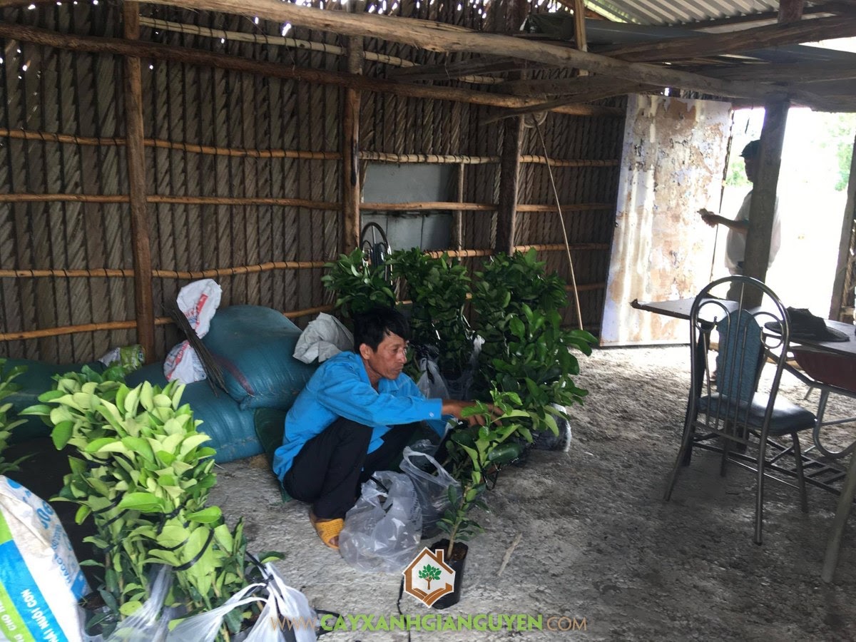 Bưởi Da Xanh, Cây Bưởi Da Xanh, Vườn ươm Cây Xanh Gia Nguyễn, Vườn Bưởi Da Xanh, Trồng Bưởi Da Xanh