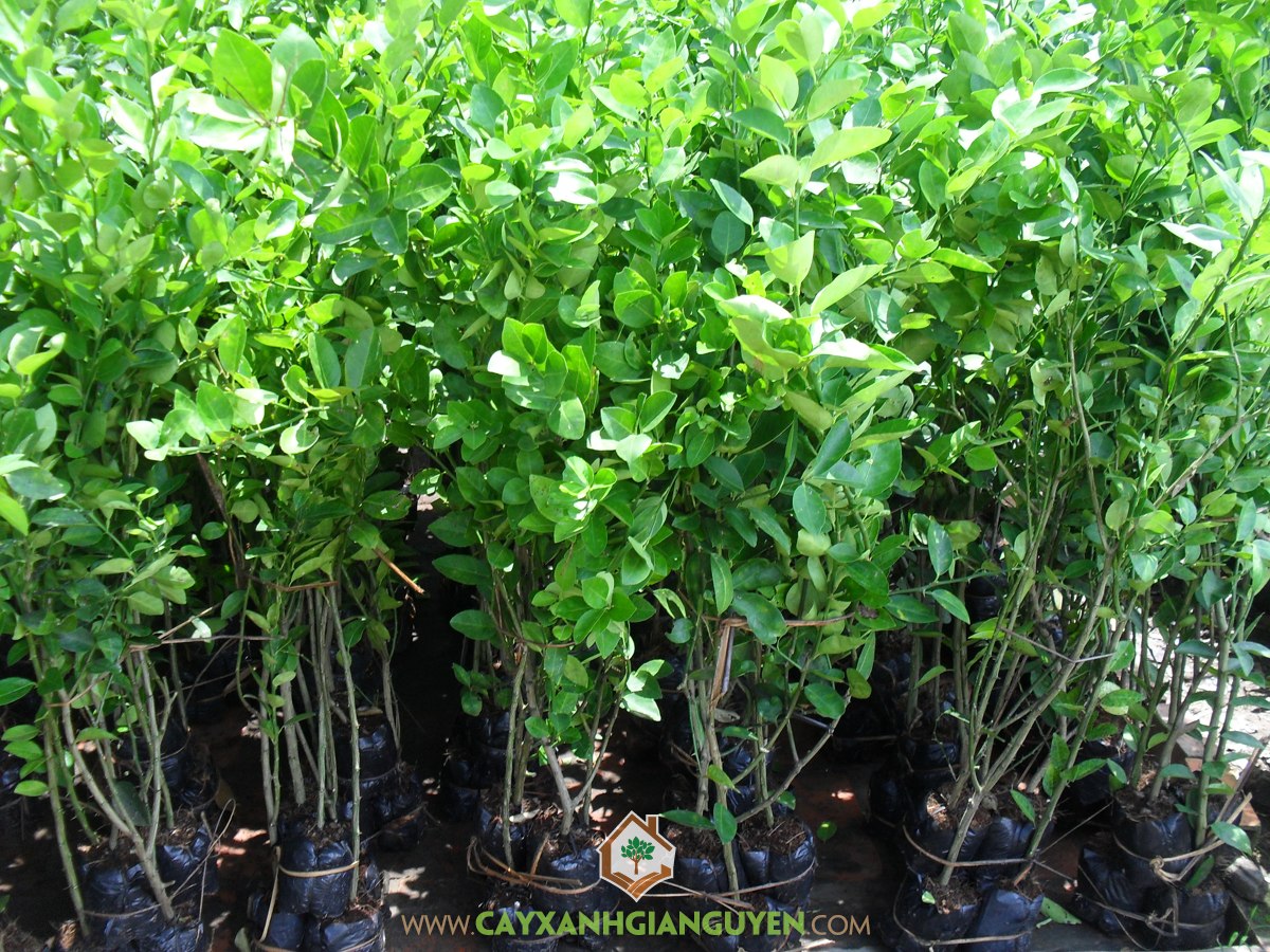 Cây Chanh Giấy, Cây Chanh Không Hạt, Chanh Giấy, Phân Hữu Cơ, Cây Ăn Trái
