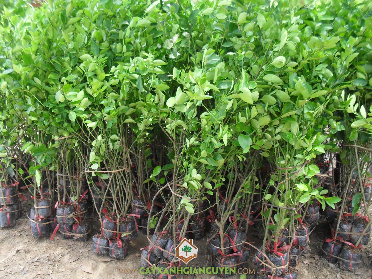 Cây Chanh Giấy, Cây Chanh Không Hạt, Chanh Giấy, Phân Hữu Cơ, Cây Ăn Trái