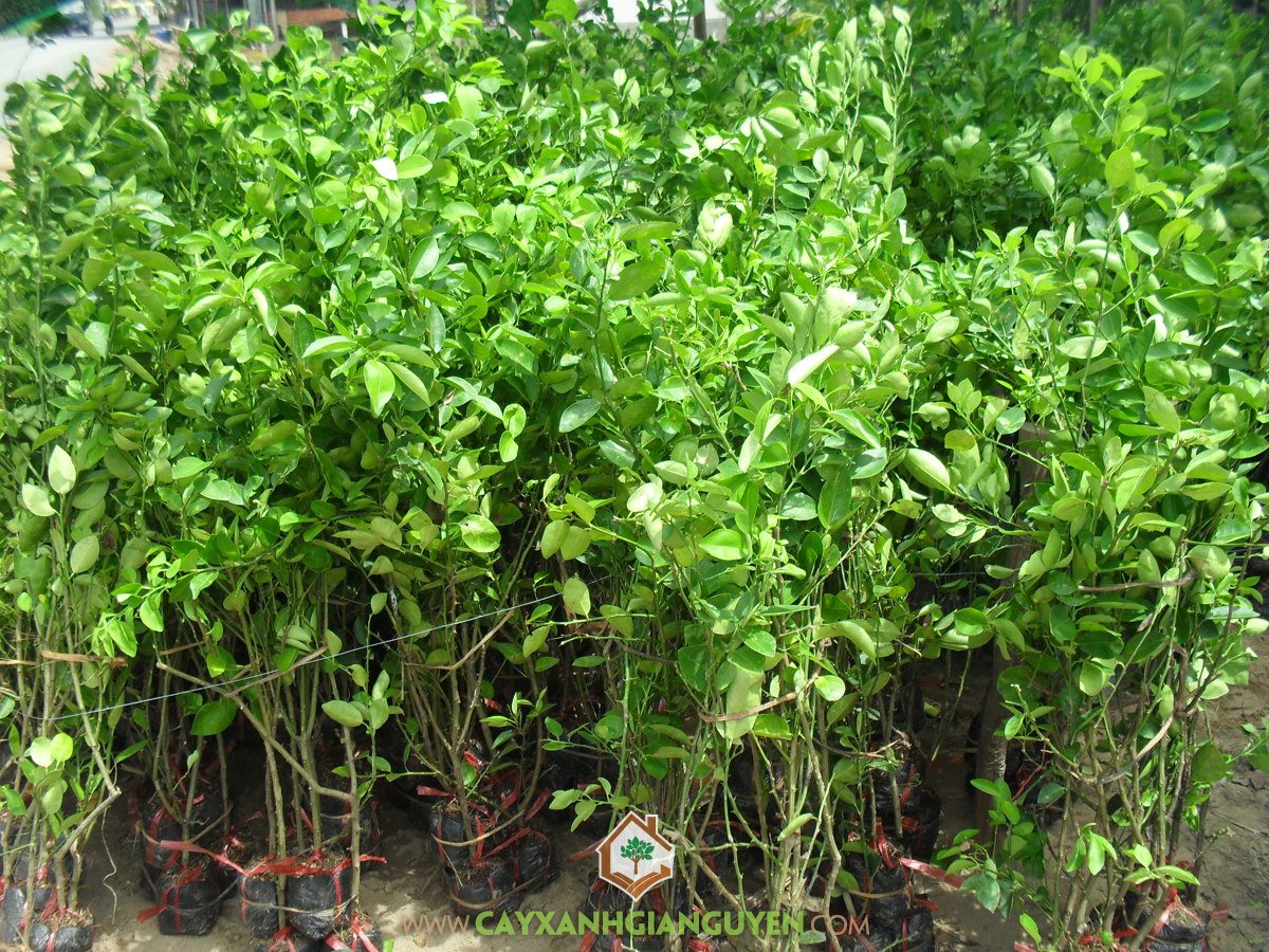 Cây Chanh Giấy, Cây Chanh Không Hạt, Chanh Giấy, Phân Hữu Cơ, Cây Ăn Trái