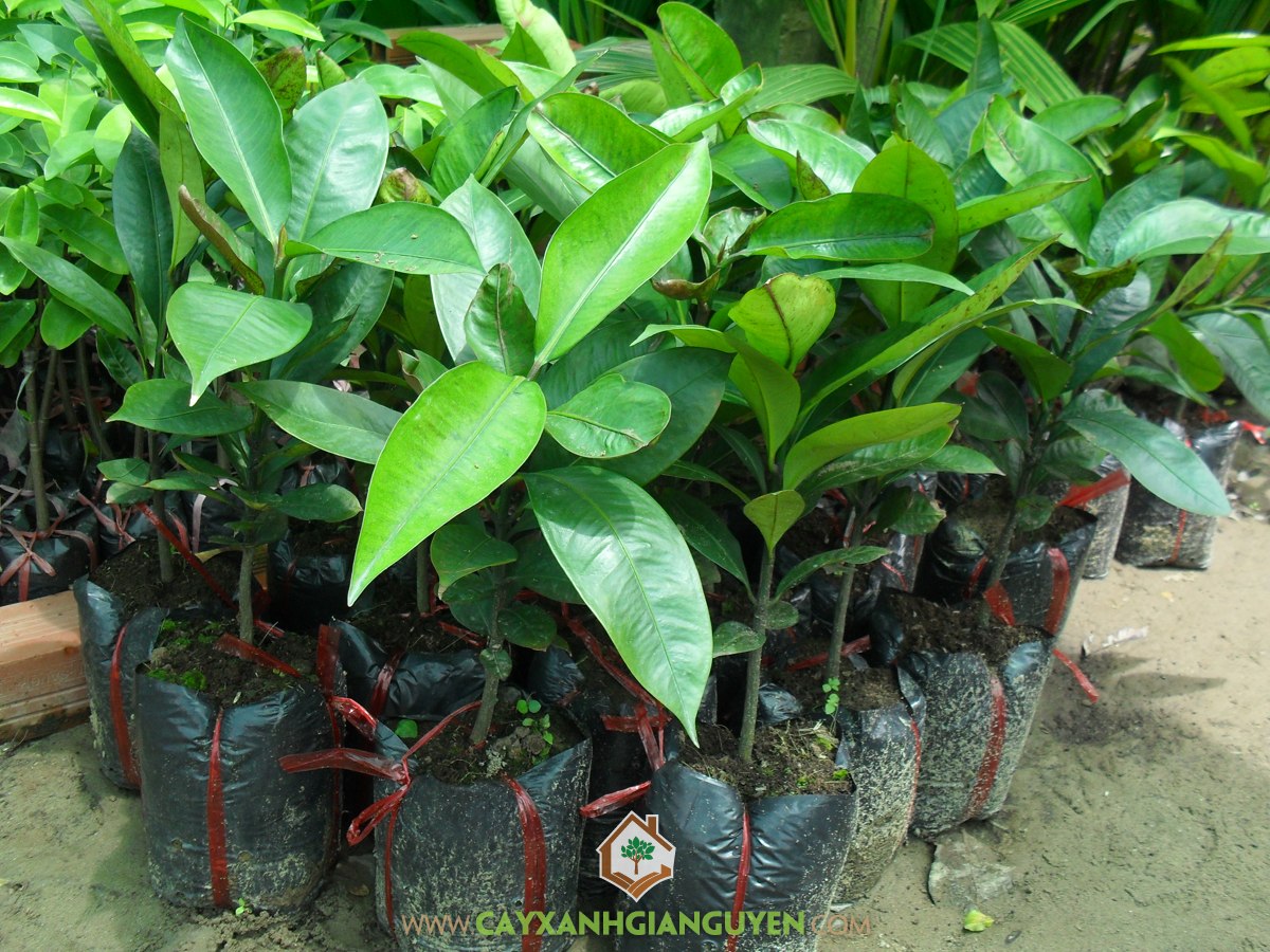 Măng Cụt, Cây Măng Cụt, Trái Măng Cụt, Cây Ăn Quả, Cây Giống Măng Cụt