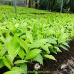 CÁCH PHÒNG BỆNH CHO CÂY CHUỐI GIÀ NAM MỸ