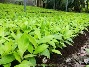 Chuối già Nam Mỹ, Cây chuối già Nam Mỹ, Giống chuối, Vườn chuối, Quả chuối