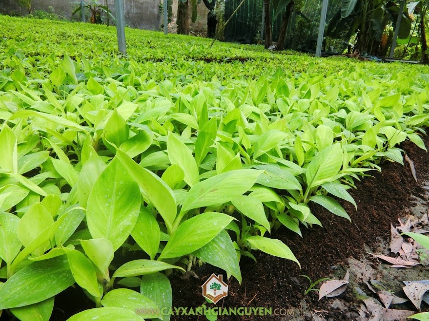 Chuối Già Nam Mỹ, Cây Chuối Già Nam Mỹ, Giống Chuối, Vườn Chuối, Quả Chuối