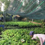 CÁCH CHĂM SÓC CHUỐI GIÀ NAM MỸ CẤY MÔ CHO NĂNG SUẤT CAO