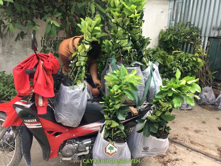 Bưởi Da Xanh, Cây Bưởi Da Xanh, Vườn ươm Cây Xanh Gia Nguyễn, Vườn Bưởi Da Xanh, Trồng Bưởi Da Xanh