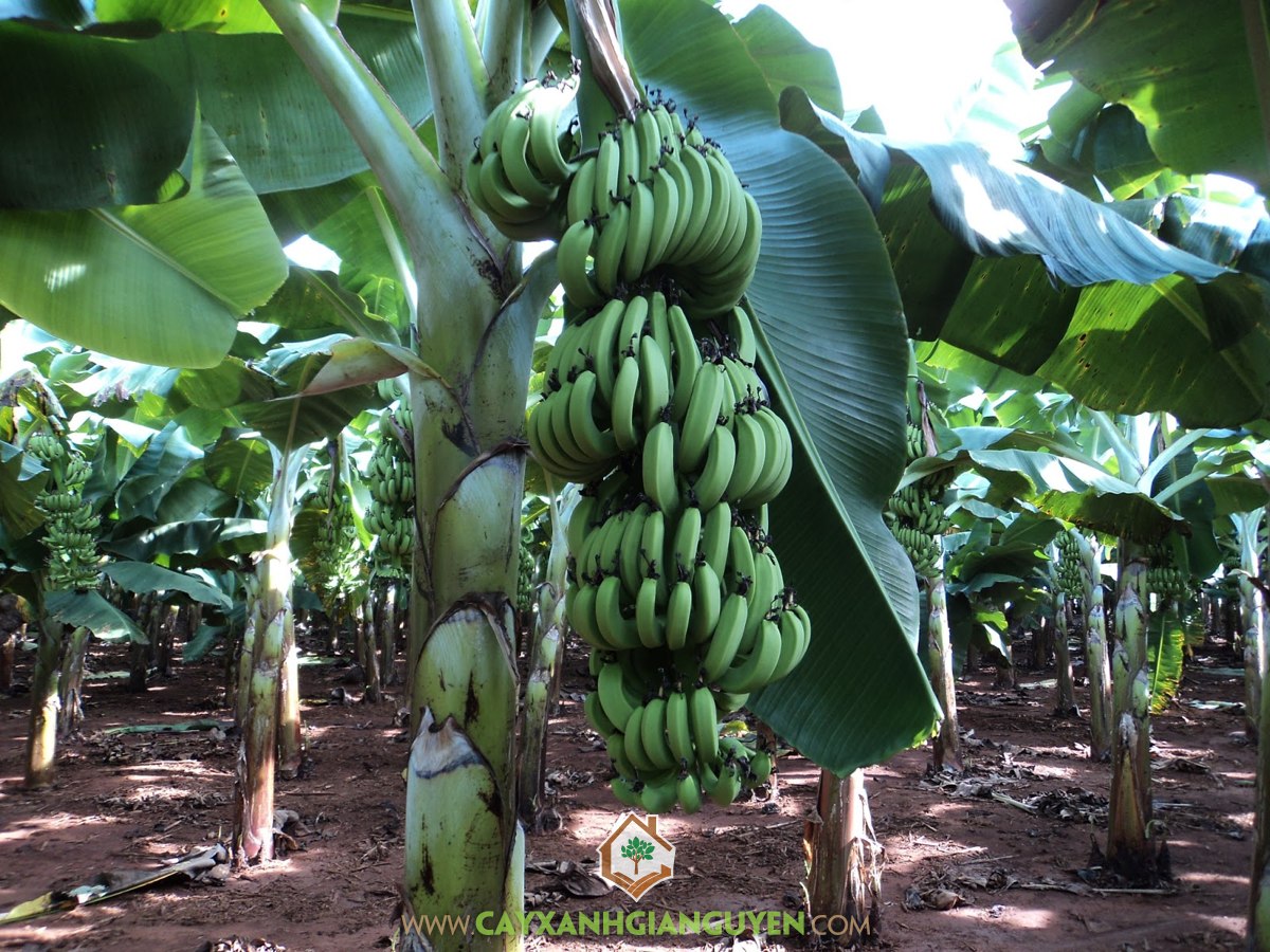 Chuối Già Nam Mỹ, Giống Chuối Già Nam Mỹ, Kỹ thuật chăm sóc cho cây con, Kỹ thuật trồng Chuối Già Nam Mỹ, Cây Chuối Cấy Mô