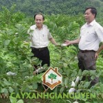 KỸ THUẬT TRỒNG ỔI NỮ HOÀNG