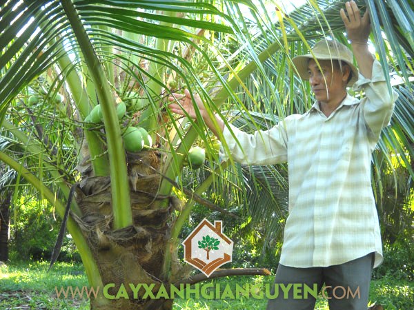Cây Dừa Dứa, Giống Dừa, Dừa Dứa, Trồng Dừa Dứa, Cây Ăn Trái