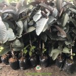 KỸ THUẬT TRỒNG VÀ CHĂM SÓC CÂY ỔI TÍM