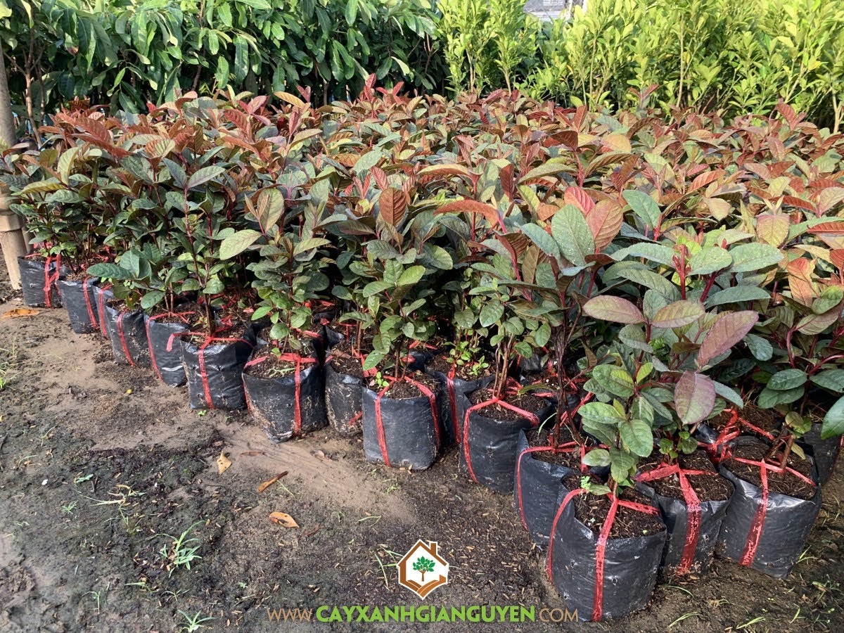 Giống Ổi Tím Malaysia, Giống Ổi, Trái Ổi Tím, Cây Ổi Tím, Trồng Ổi Tím