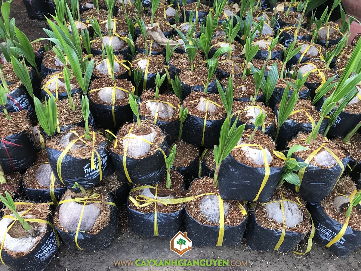 Dừa Xiêm Dứa, Cây Dừa Xiêm Dứa, Vườn Dừa Xiêm Dứa, Cây Dừa Dứa, Cây Dừa