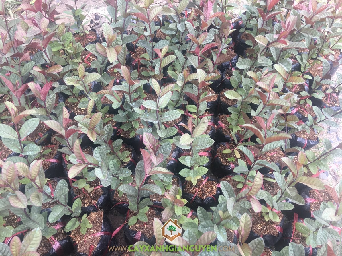 Giống Ổi Tím Malaysia, Giống Ổi, Trái Ổi Tím, Cây Ổi Tím, Trồng Ổi Tím