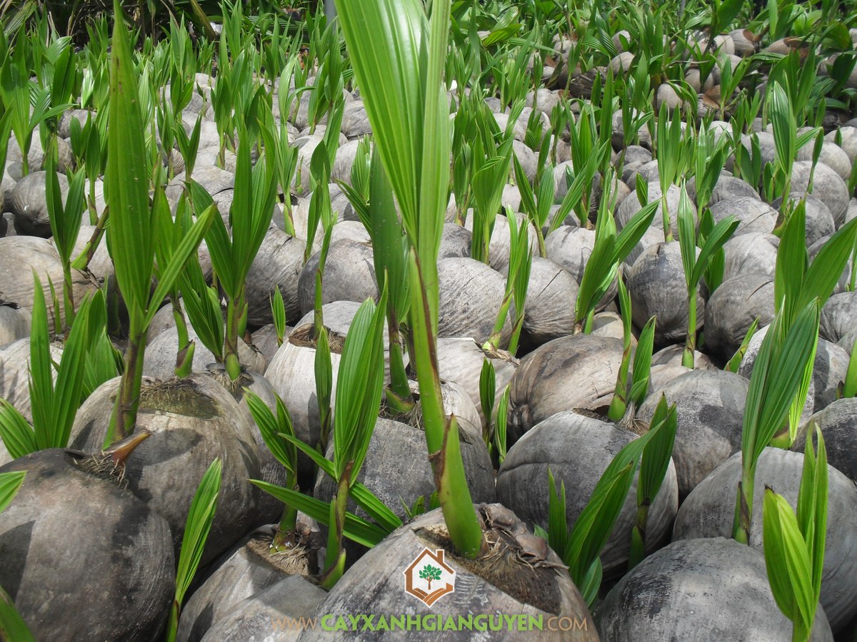 Cây Giống Dừa Dứa, Mua Cây Giống Dừa Dứa, Trồng Dừa, Giá Cây Dừa Dứa Giống, Trồng Cây Giống