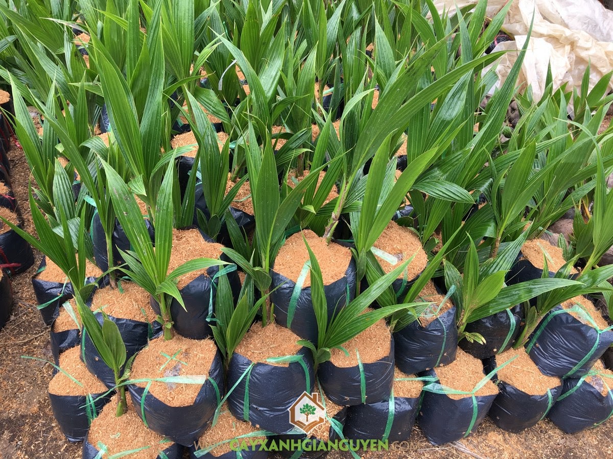 Cây Giống Dừa Dứa, Mua Cây Giống Dừa Dứa, Trồng Dừa, Giá Cây Dừa Dứa Giống, Trồng Cây Giống