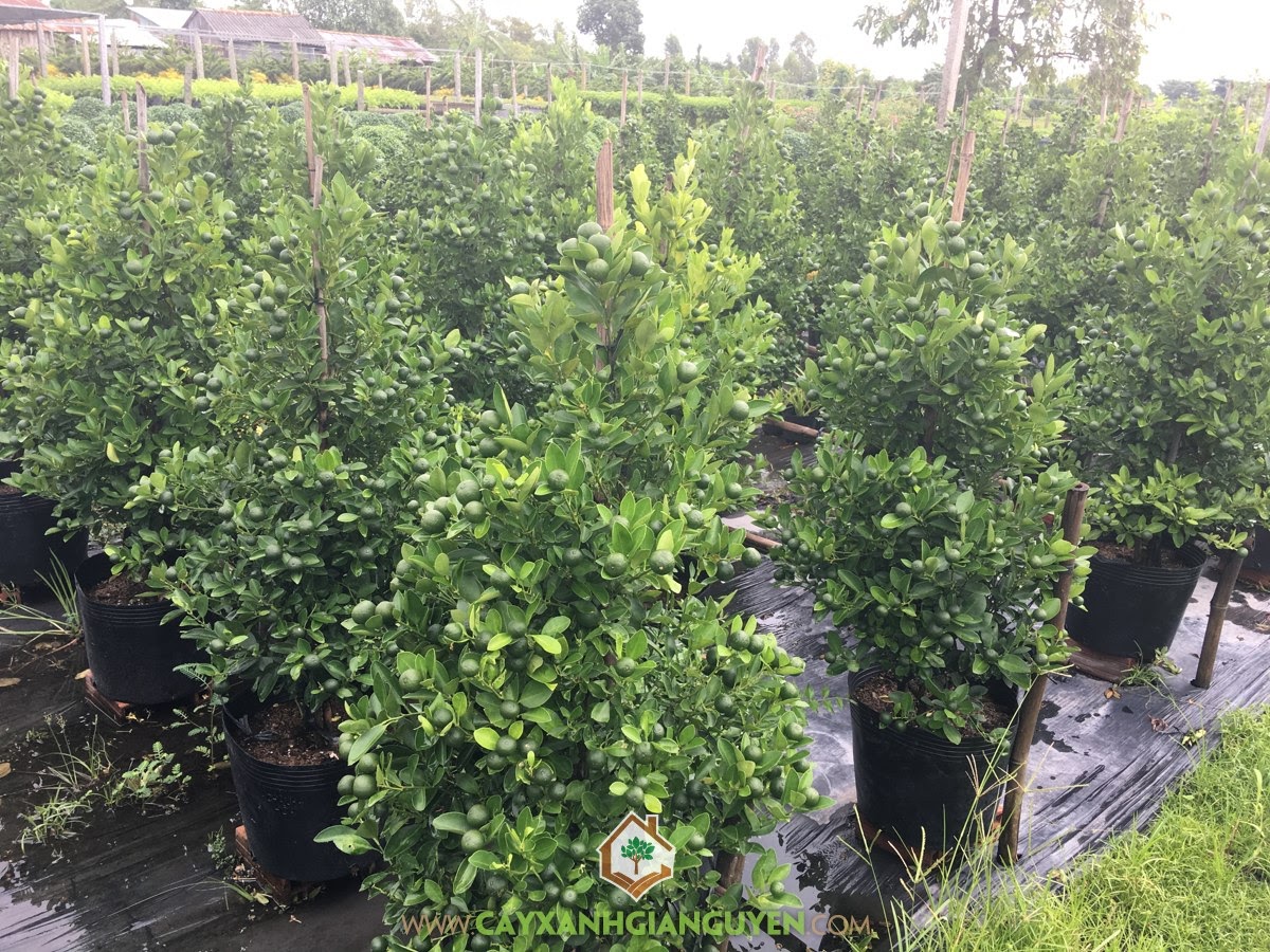 Cây Tắc, Cây Tắc ngày tết, Quả Tắc, Trái Quất Cảnh, Cây Bonsai