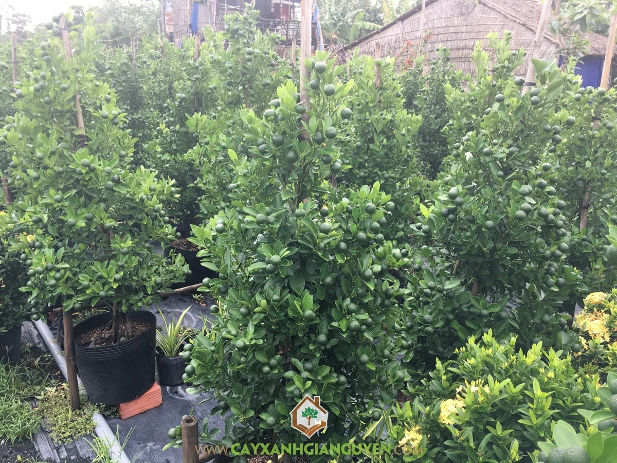 Cây Tắc, Cây Tắc ngày tết, Quả Tắc, Trái Quất Cảnh, Cây Bonsai