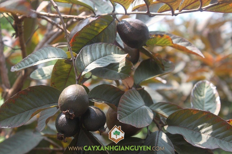 Giống Ổi Tím Malaysia, Giống Ổi, Trái Ổi Tím, Cây Ổi Tím, Trồng Ổi Tím