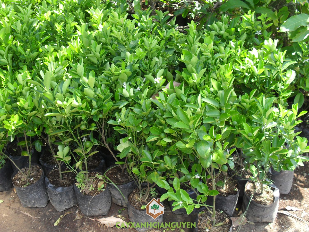 Cây Tắc, Cây Tắc Cảnh, Cây Quất, Giống Cây Kim Quất, Vỏ Tắc