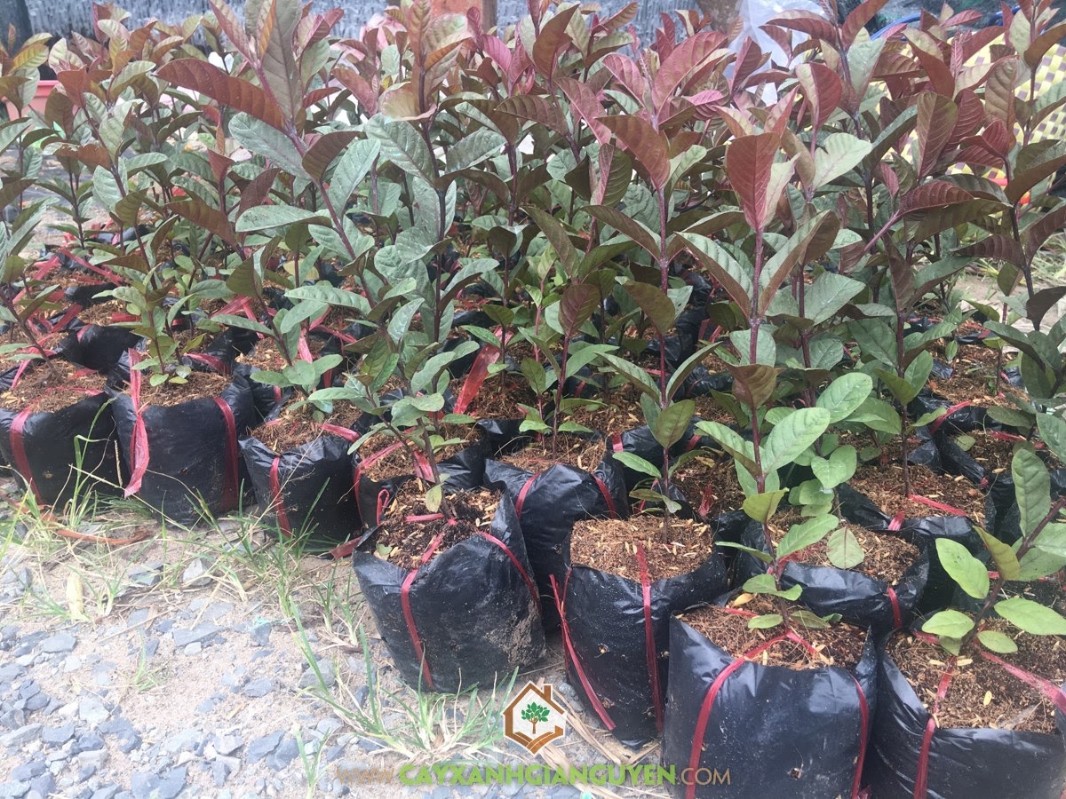 Cây Ổi Tím, Giá Ổi Tím, Giống Ổi, Trồng Ổi Tím, Trái Ổi Tím