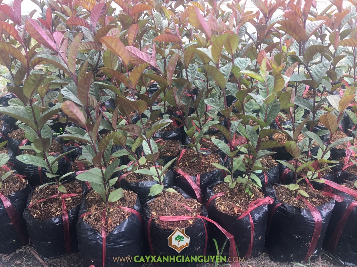 Cây Ổi Tím, Giá Ổi Tím, Giống Ổi, Trồng Ổi Tím, Trái Ổi Tím