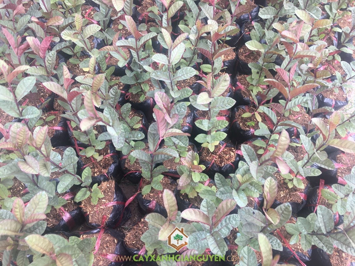 Cây Ổi Tím, Giá Ổi Tím, Giống Ổi, Trồng Ổi Tím, Trái Ổi Tím