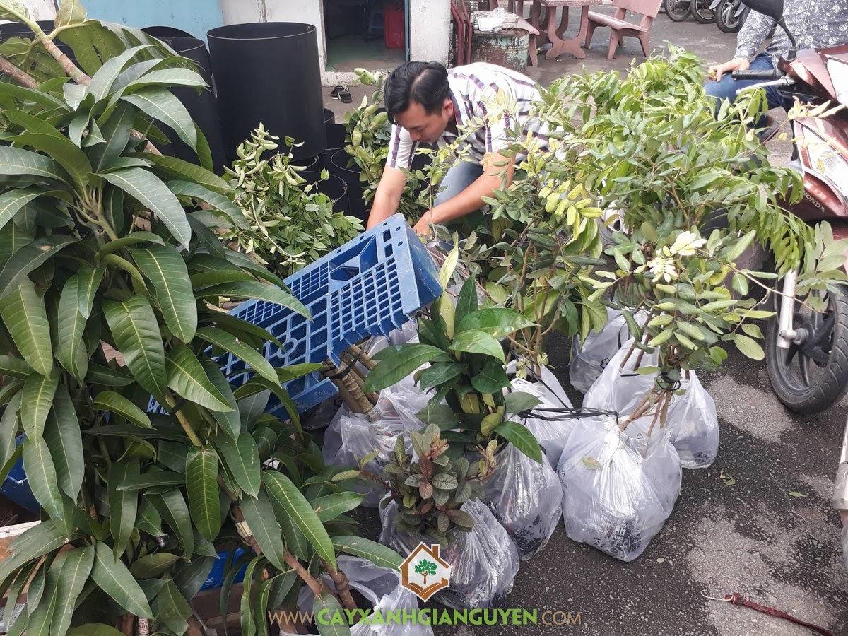 Cây Ăn Trái, Vườn ươm Cây Xanh Gia Nguyễn, Cây giống, Cây Măng Cụt, Cây Xoài Đài Loan, Cây Sa Kê