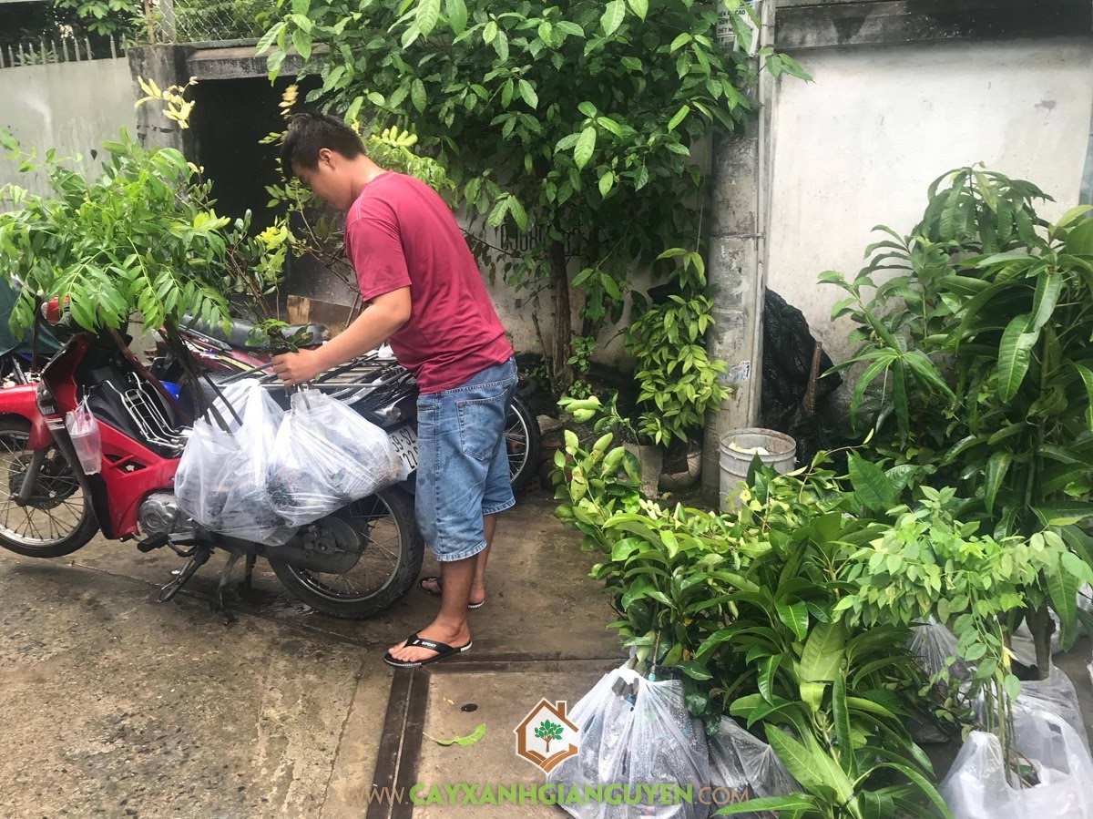 Cây Ăn Trái, Vườn ươm Cây Xanh Gia Nguyễn, Cây giống, Cây Măng Cụt, Cây Xoài Đài Loan, Cây Sa Kê