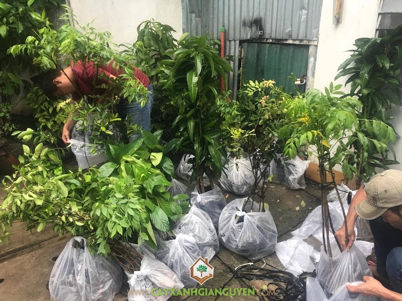 Cây Ăn Trái, Vườn ươm Cây Xanh Gia Nguyễn, Cây giống, Cây Măng Cụt, Cây Xoài Đài Loan, Cây Sa Kê