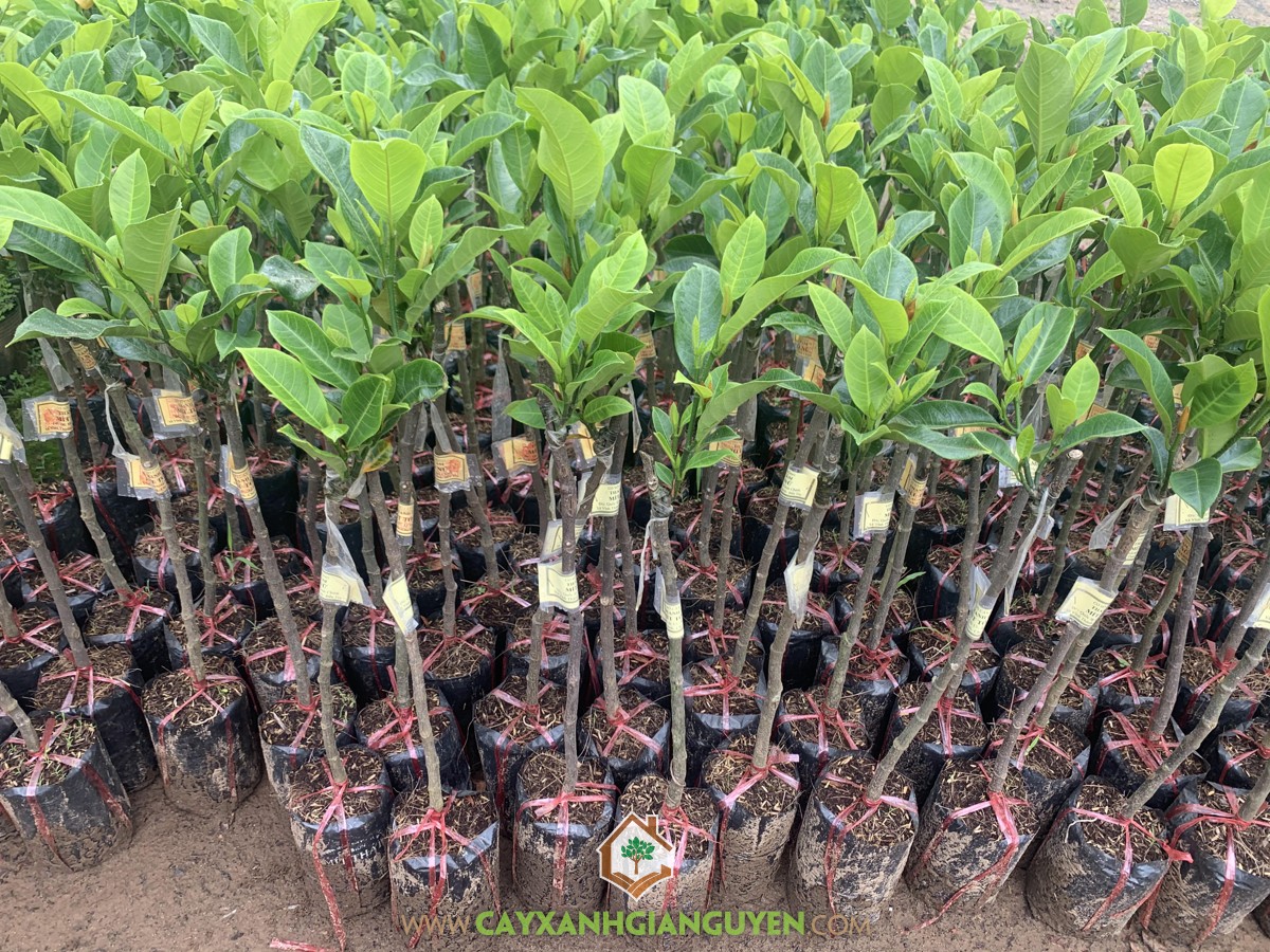Giống Mít Tố Nữ, Mít Không Hạt, Giống Mít Viên Linh, Mít Thái, Mít Thái Changai