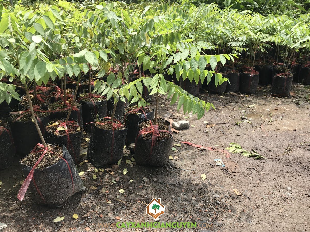 Cây Chùm Ruột, Quả Cây Chùm Ruột, Chăm sóc Cây Chùm Ruột, Cây Bóng Mát, Cây Ăn Trái