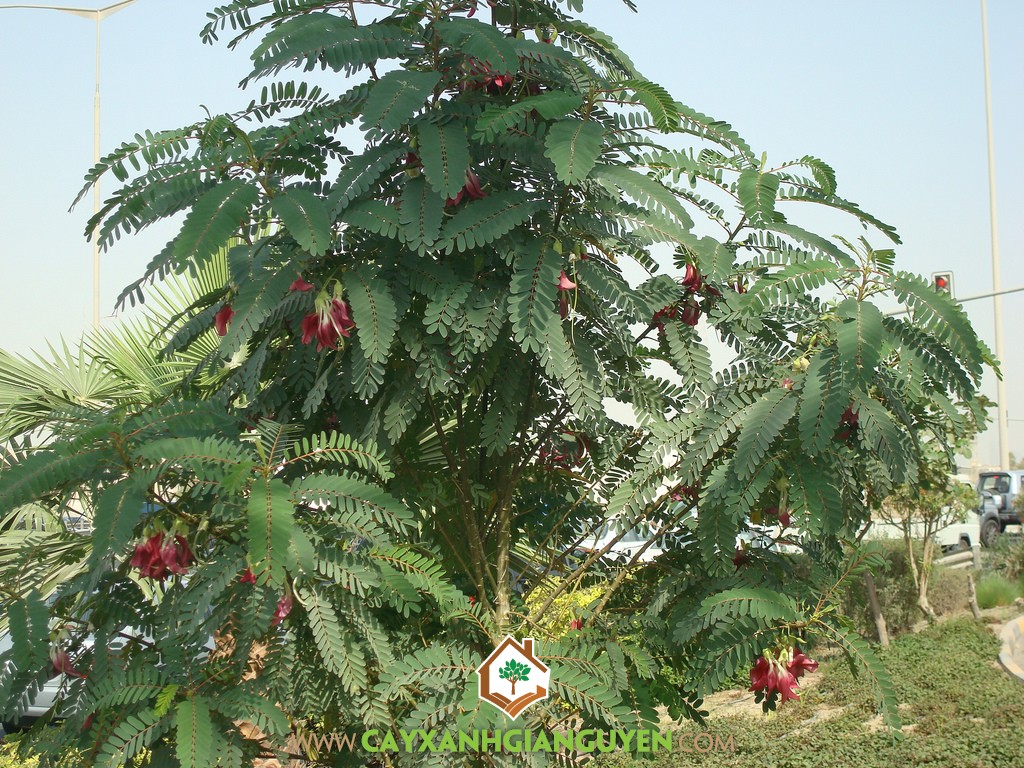 Giống So Đũa, Giống So Đũa Tứ Quý Thái Lan, Cây So Đũa, Giống So Đũa Bông Trắng, So Đũa