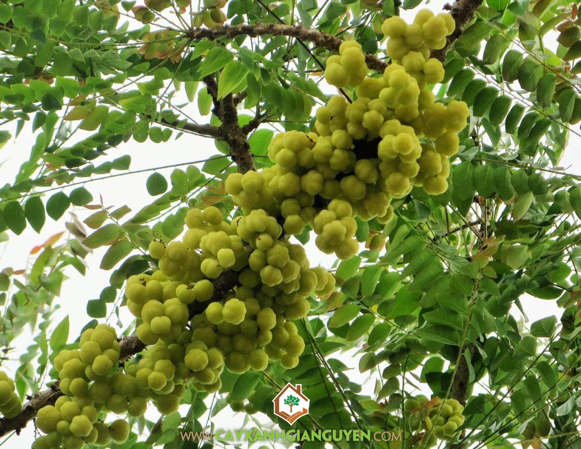 Cây Chùm Ruột, Vỏ thân Cây Chùm Ruột, Quả Chùm Ruột, Lá Chùm Ruột, Cây Ăn Trái