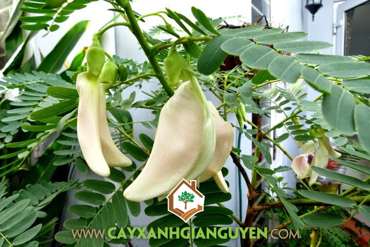 Giống So Đũa, Giống So Đũa Tứ Quý Thái Lan, Cây So Đũa, Giống So Đũa Bông Trắng, So Đũa