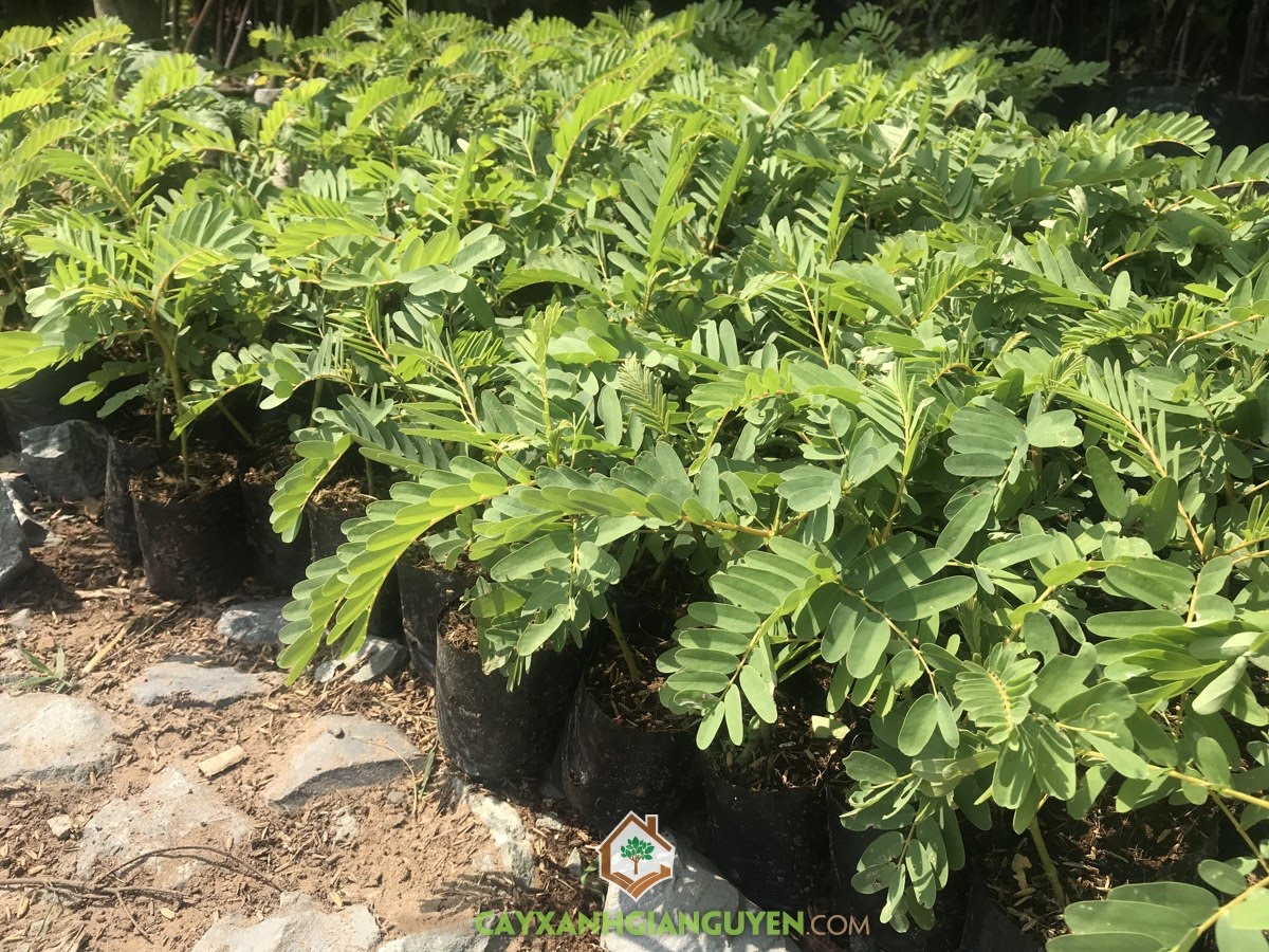 Cây So Đũa, Chăm sóc Cây So Đũa, Gieo hạt So Đũa, Trồng So Đũa, Hạt Cây So Đũa