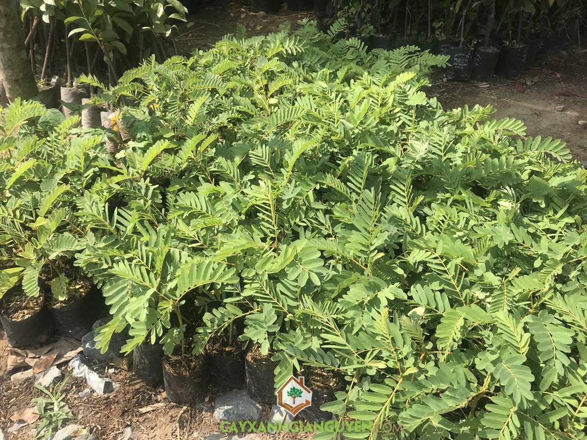 Cây So Đũa, Chăm sóc Cây So Đũa, Gieo hạt So Đũa, Trồng So Đũa, Hạt Cây So Đũa